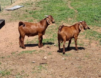 Kalahari Red Goat